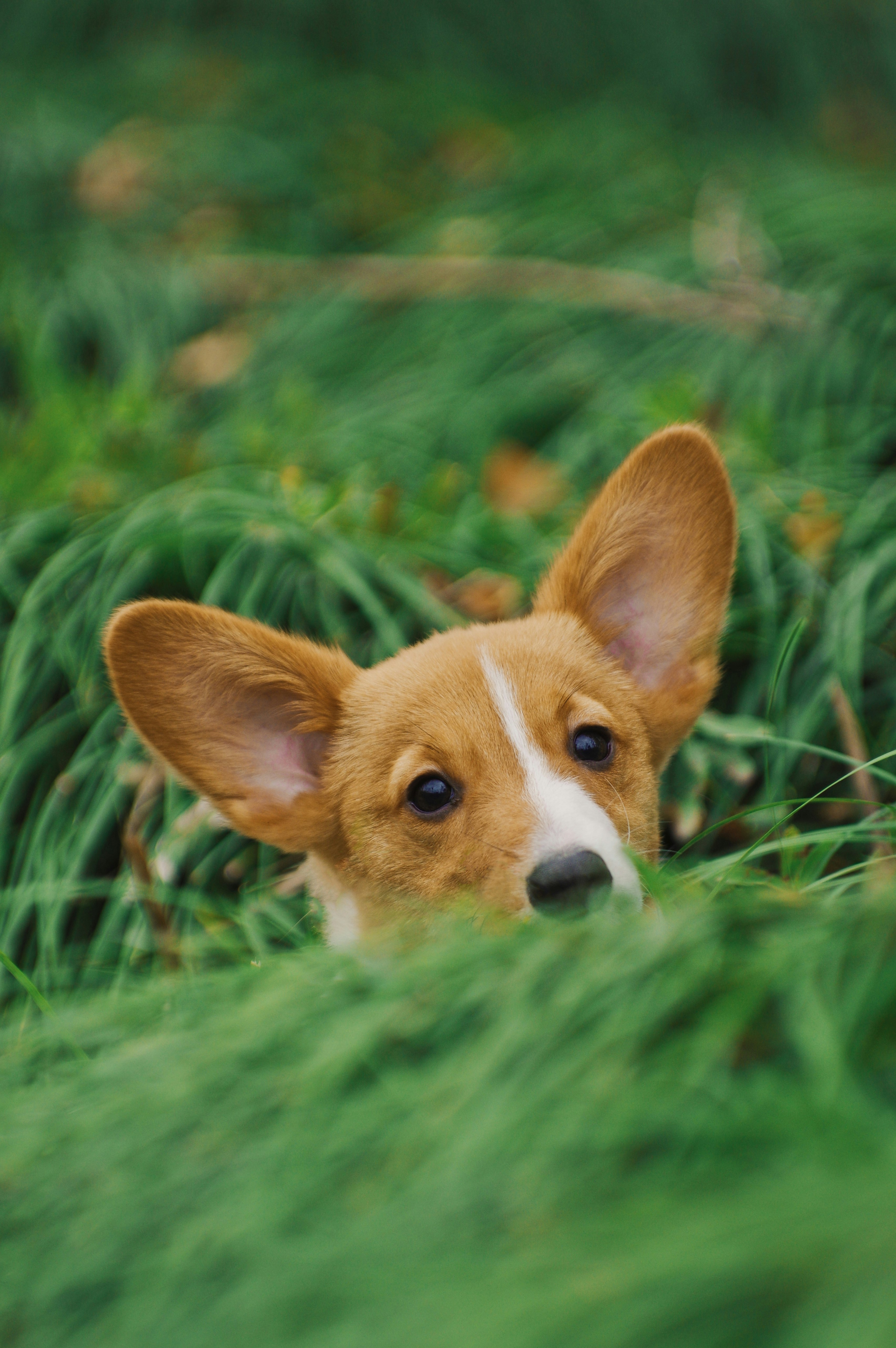 short-coated tan dog